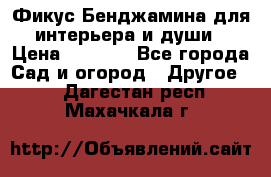 Фикус Бенджамина для интерьера и души › Цена ­ 2 900 - Все города Сад и огород » Другое   . Дагестан респ.,Махачкала г.
